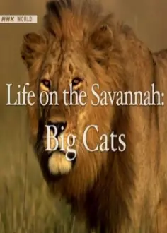 Life on the Savannah: Big Cats