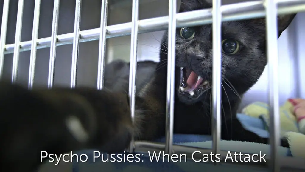 Psycho Pussies: Mad Cat Attacks