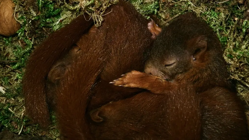 Onze Natuur, De Film