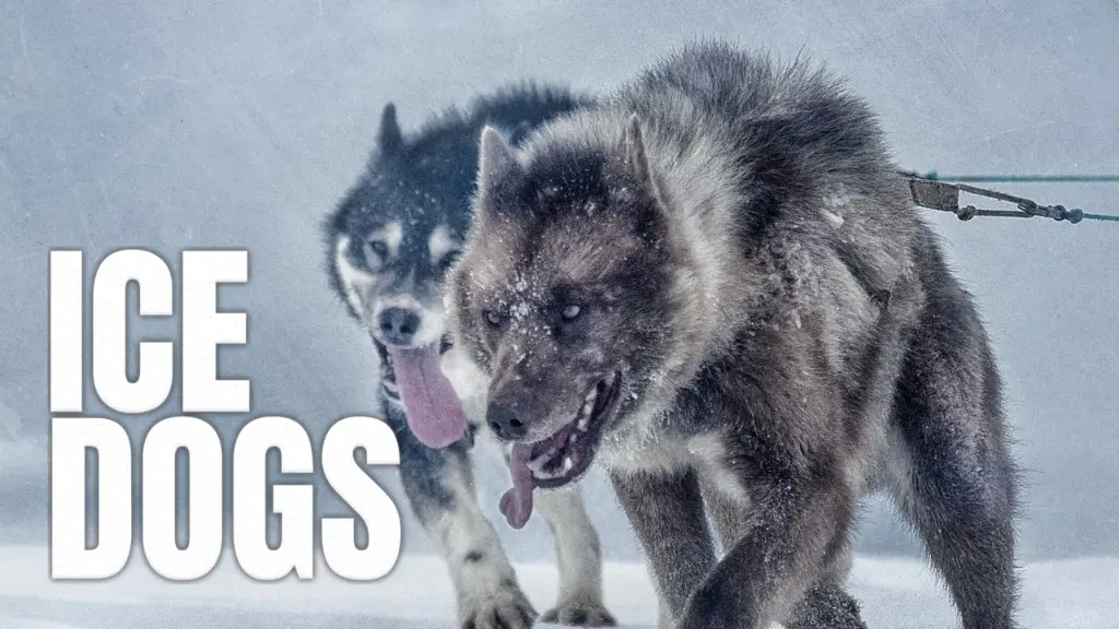 Ice Dogs: The Only Companions Worth Having