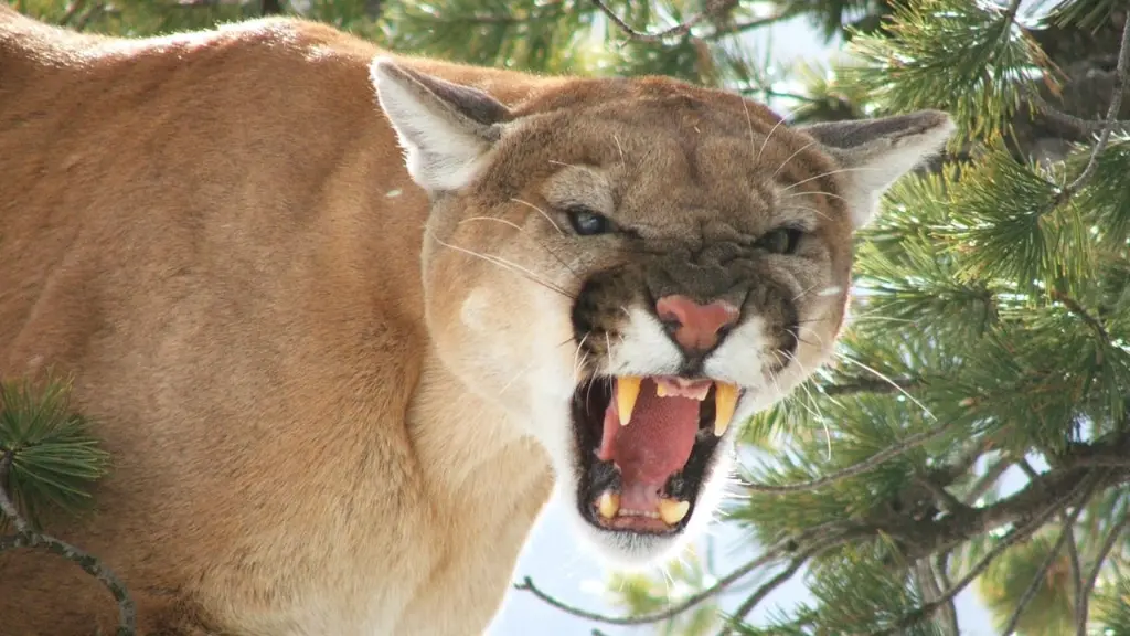 Puma Americano