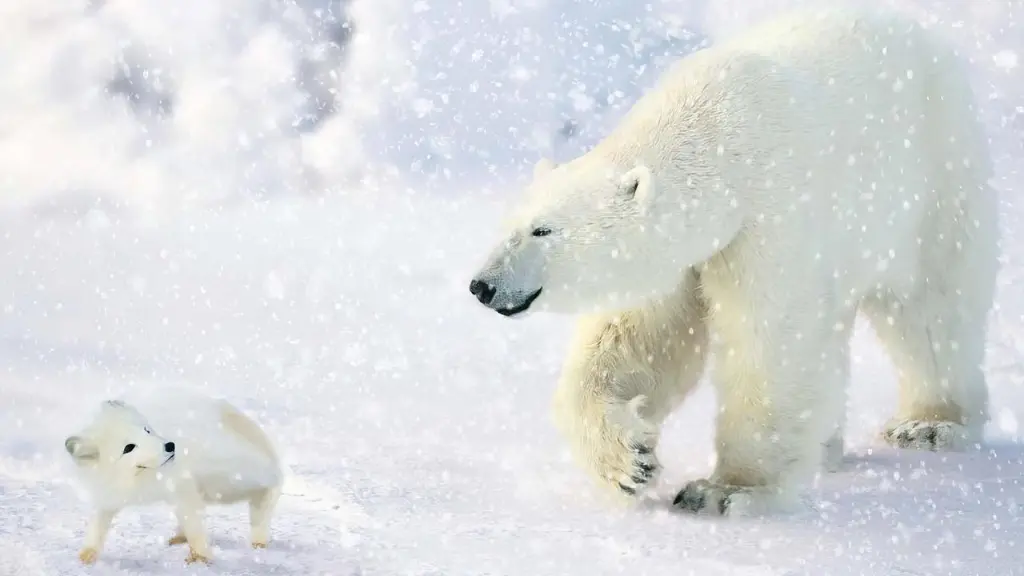 The Great Polar Bear Adventure