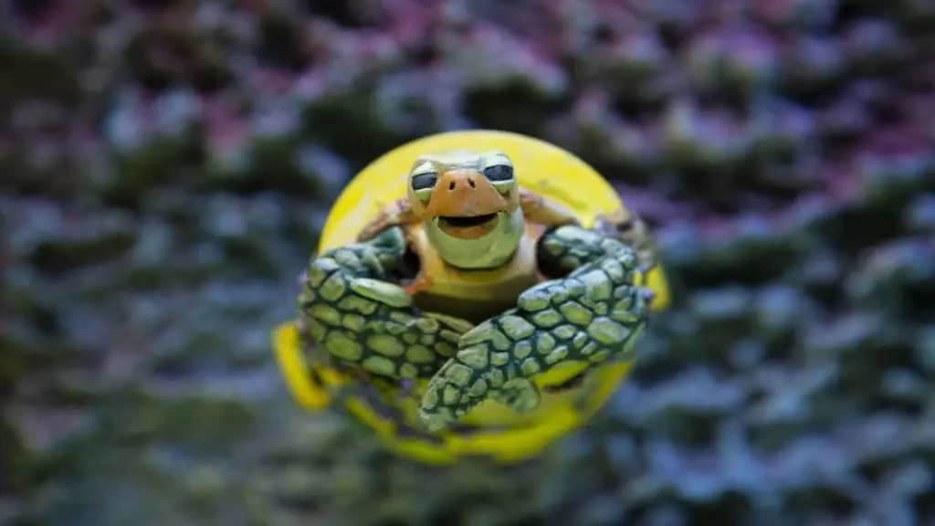 The Plastic Turtle