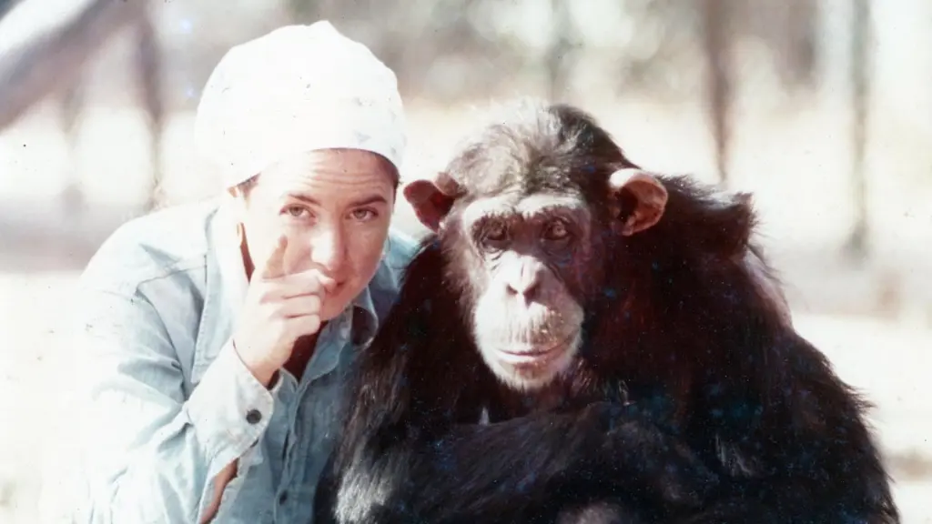 Lucy, O Chimpanzé Humano