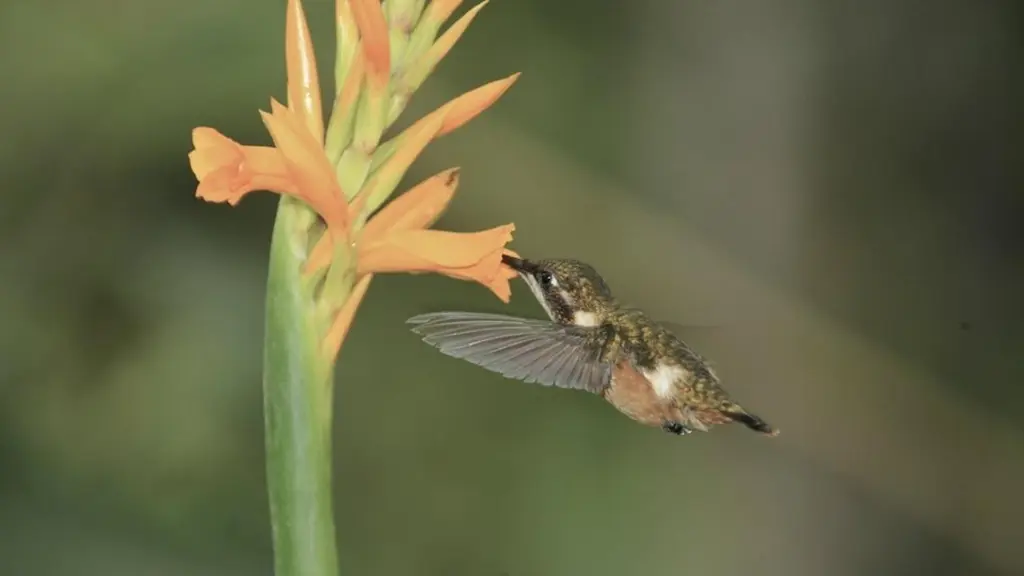 Hummingbirds: Jewelled Messengers