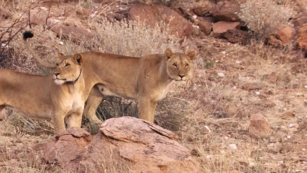 Desert Lions