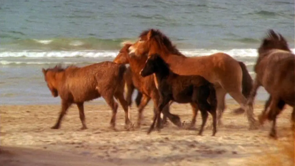 Touching Wild Horses