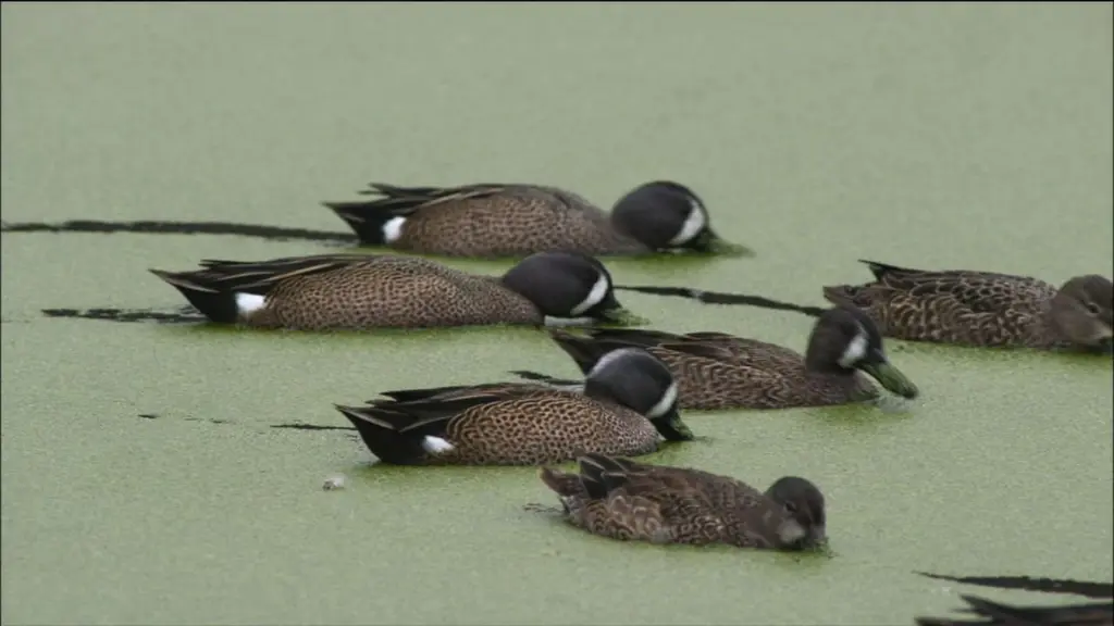 PBS Nature - An Original DUCKumentary