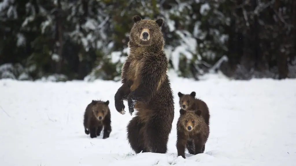 Yellowstone