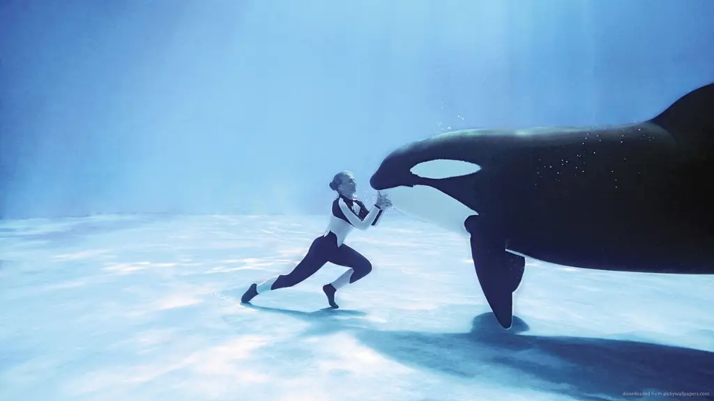 Blackfish: Fúria Animal