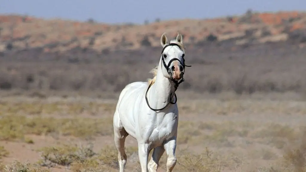 Tornado and the Kalahari Horse Whisperer