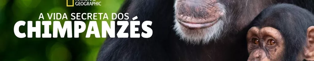 A Vida Secreta dos Chimpanzés