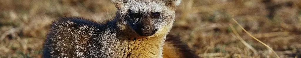 Namibia's Bat-eared Foxes: Survivalists of the Desert