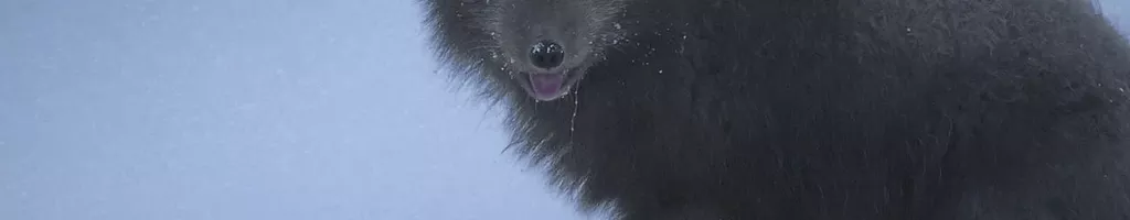 The Arctic Fox: Still Surviving