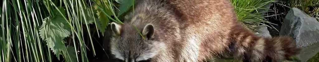 Germany's Mystic Forest