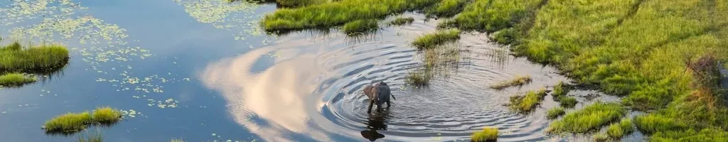 Okavango: A Flood of Life