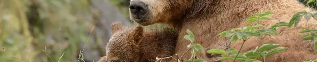 Alaska's Giant Bears