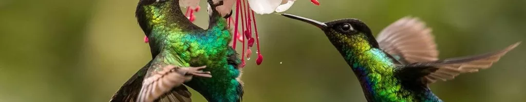 The Hummingbird Effect