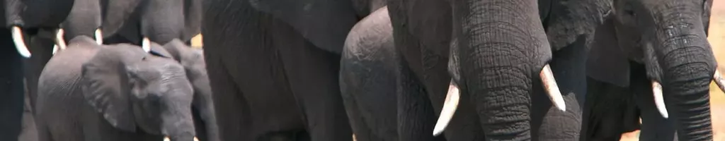 Elephants on the Run