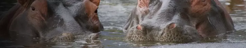 Hippo Supremacy