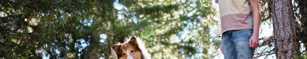 Lassie: A New Adventure