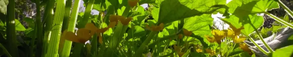 The Marvelous Wild World of the Vegetable Garden