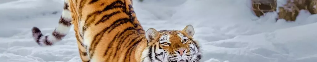 The Great Return of the Siberian Tiger