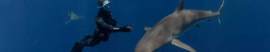 Sharks: The Secret Adventure