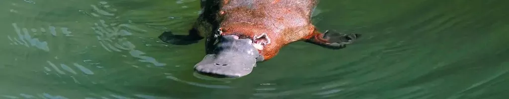 Platypus: World's Strangest Animal