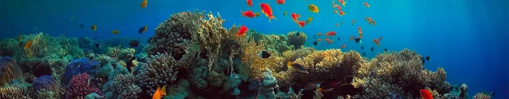 Can We Save the Reef?