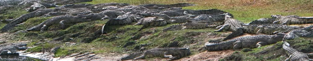 Os Crocodilos do Rio Katuma