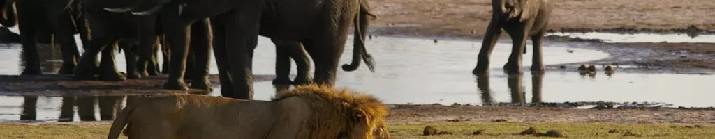 Joubert e Grandes Felinos