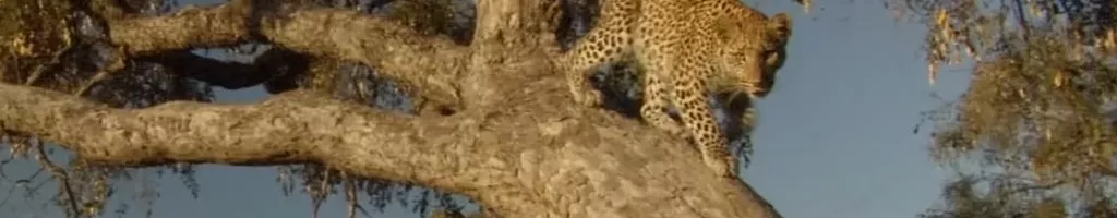 Eye of the Leopard: Revealed