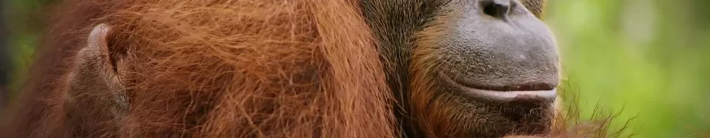 Red Ape: Saving the Orangutan