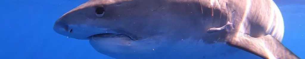 Sharks of Hawaii