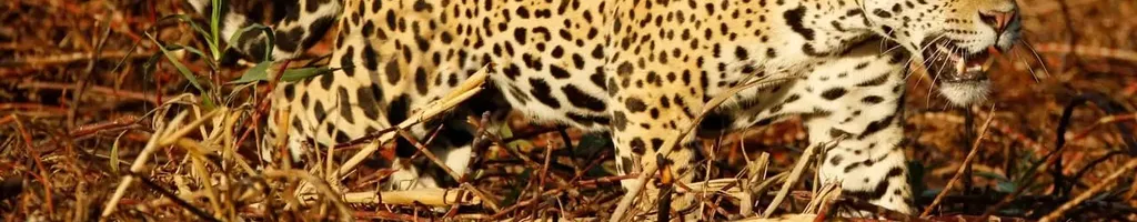 Jaguaretê-Avá: Pantanal em Chamas