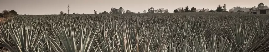 Agave: The Spirit of a Nation