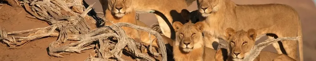 Desert Warriors: Lions of the Namib