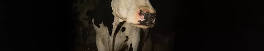 Cow