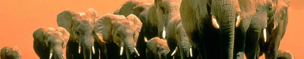 Africa's Elephant Kingdom