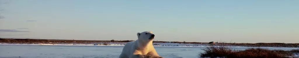 Wonders of the Arctic