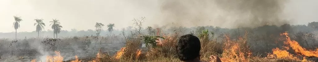 Fire in the Forest