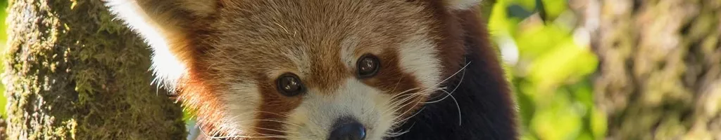 Red Panda: World's Cutest Animal