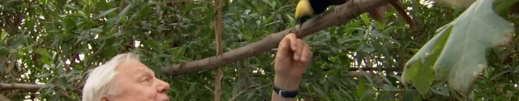 Attenborough's Paradise Birds