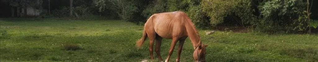 Um cavalo olhou pro céu com esperanças de fuga