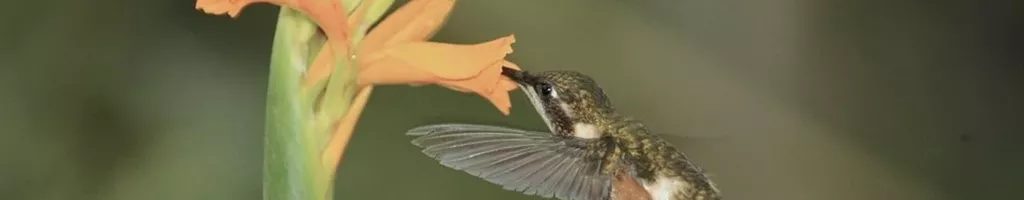 Hummingbirds: Jewelled Messengers