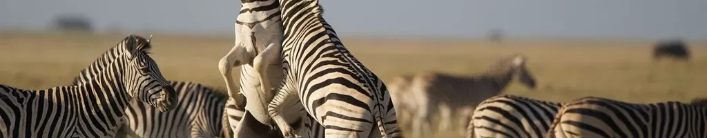 Nature: Great Zebra Exodus