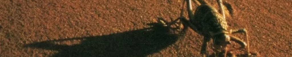 The Living Sands of Namib