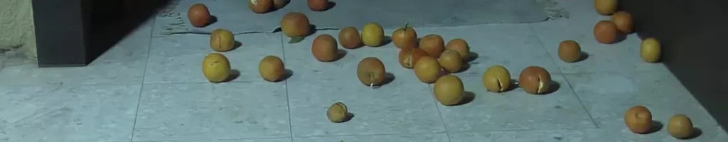 Oranges