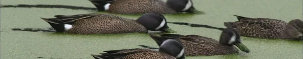 PBS Nature - An Original DUCKumentary